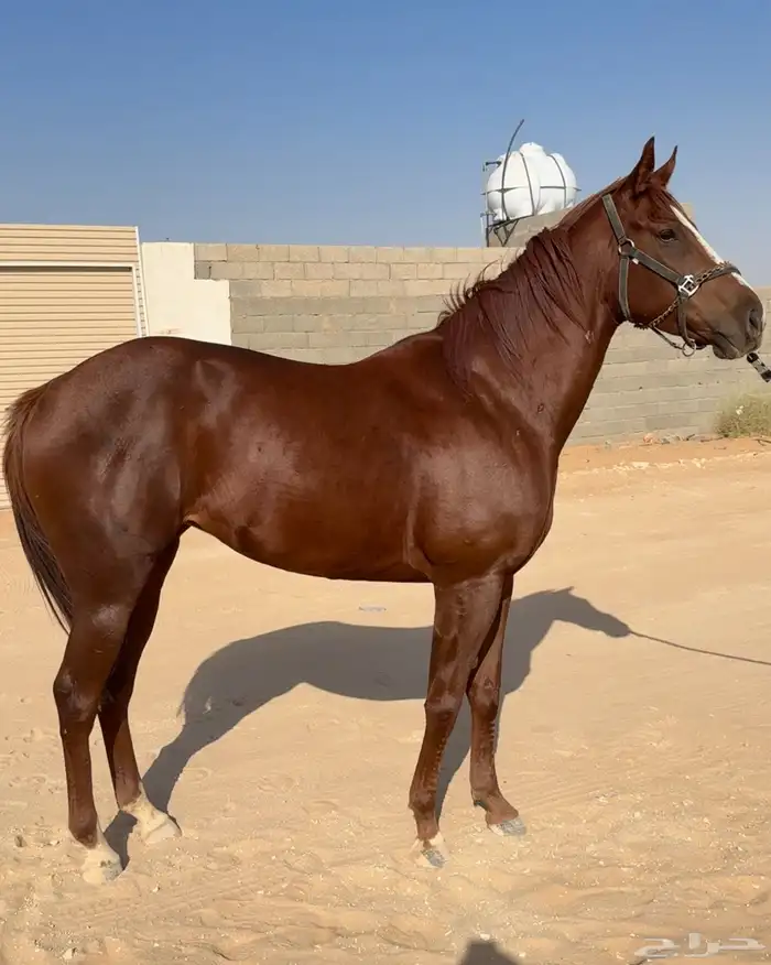 فرس انجليزيه مواليد 2022 0