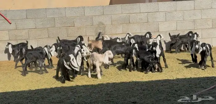 معزا عوارض متابيع متاويم ربش وصفر العدد 17 معها 34 17