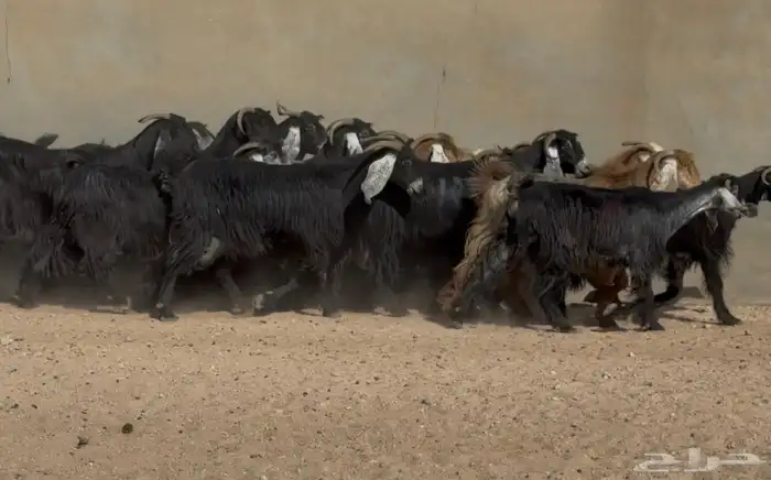 معزا عوارض متابيع متاويم ربش وصفر العدد 17 معها 34 15