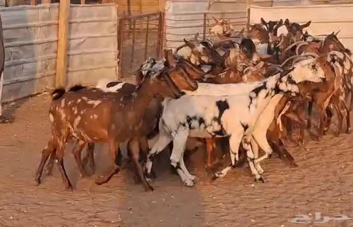 معزا جنوبيات دفيع العدد 31يتبعها 2 والفحول 2 البيع 1050 3