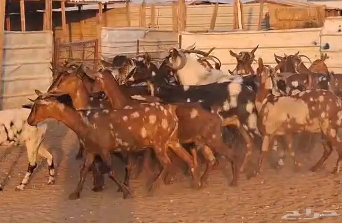 معزا جنوبيات دفيع العدد 31يتبعها 2 والفحول 2 البيع 1050 6