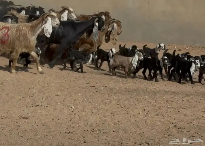 معزا عوارض متابيع متاويم ربش وصفر العدد 17 معها 34 3