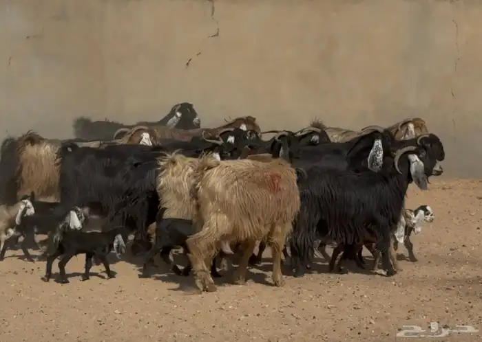 معزا عوارض متابيع متاويم ربش وصفر العدد 17 معها 34 5