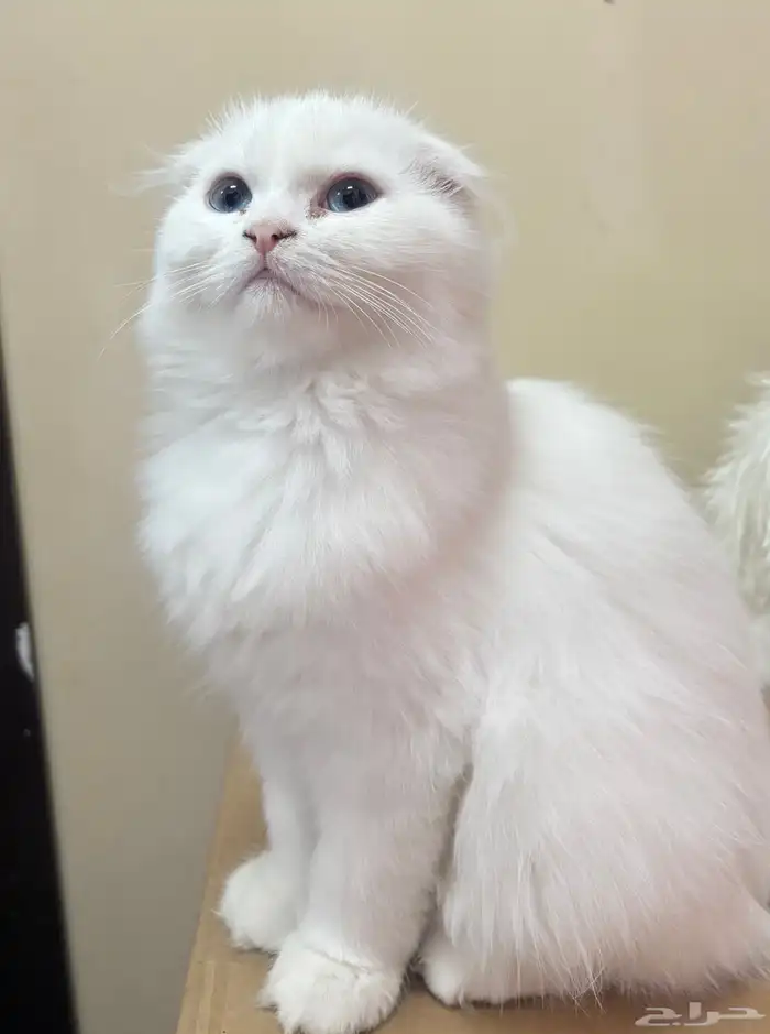 قط ذكر للبيع 0