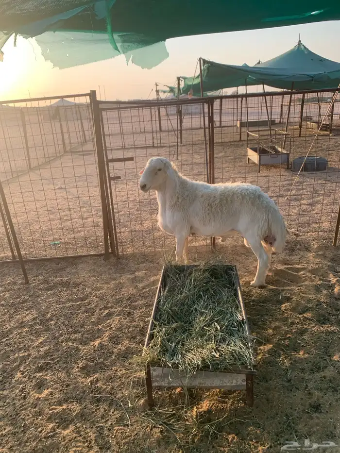 طلي فحل حري 1