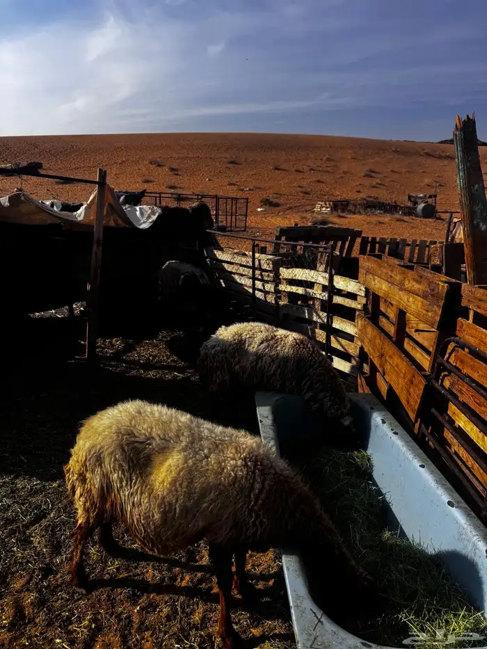 نعيم للبيع 0