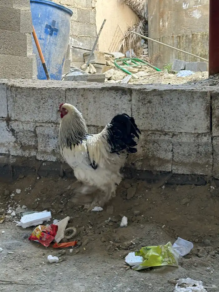 ديوك براهما 2 5