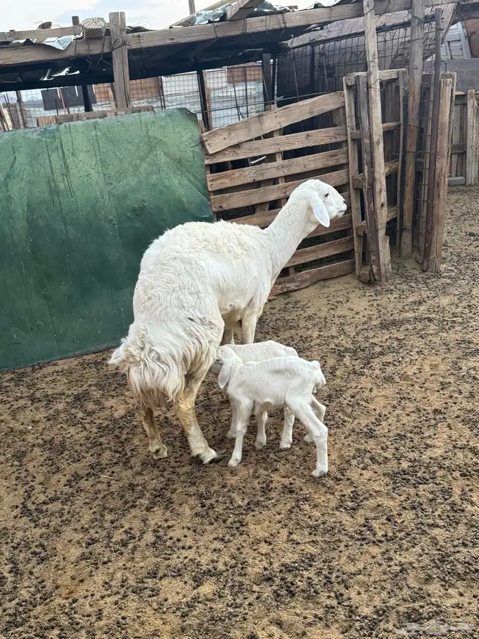 رخل اول ولده 3