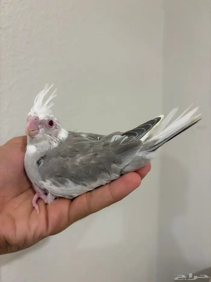 فروخ كروان ( تصانيف عالية ) نوادر 3