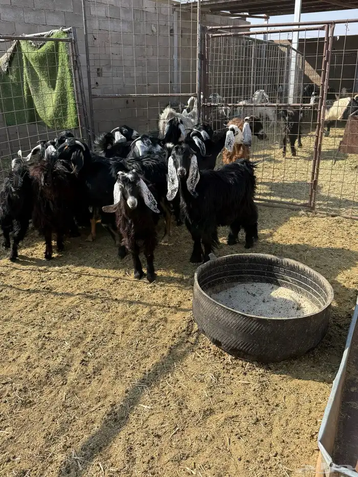 للبيع جفار عوارض وذري طيبه 10