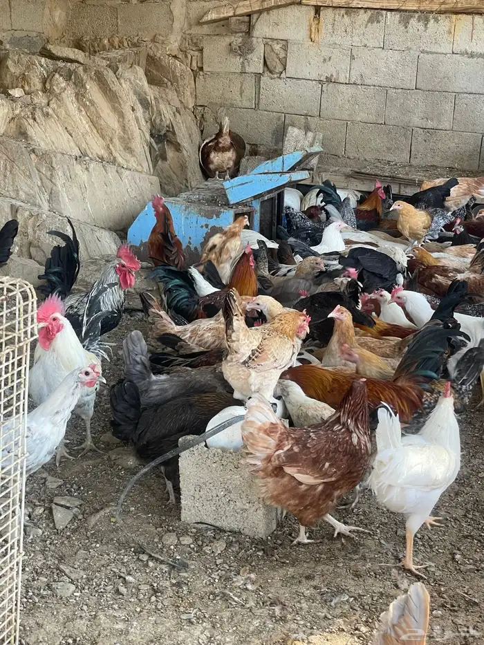 مراح دجاج كامل ونظيف للبيع جمله فقط   للجادين فقط 6