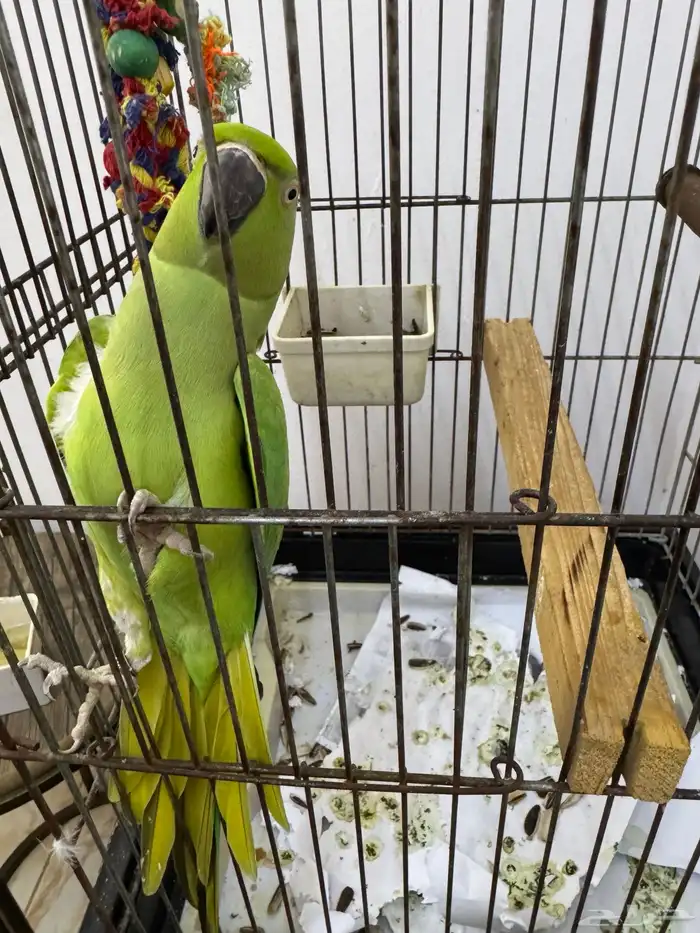 انثي درة جاهزة للانتاج 3