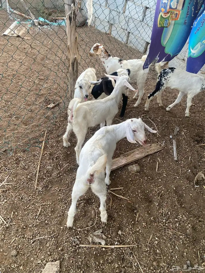 تيوس لبيع العدد 6 0