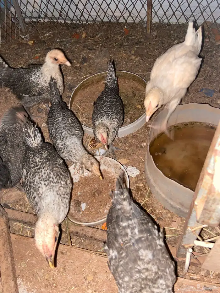 للبيع دجاج و فروخ 2