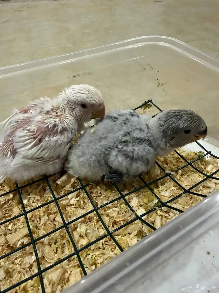 فرخين روز غر حجم وصحه ونظافه 0