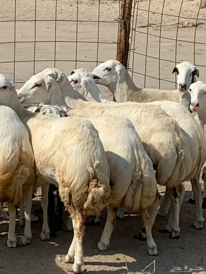 للبيع رخال ميديات طيبه بالحيل 5