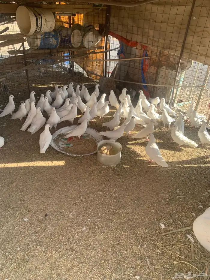 حمام فرنسي التبني 1