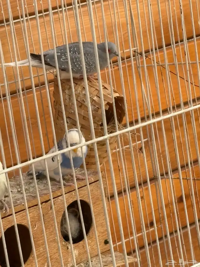 طيور حب وزبره وقميري اجواز 3