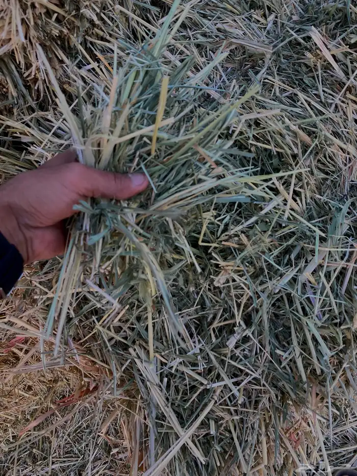 ذرة خضراء امريكي جديدة ( علف ) 7