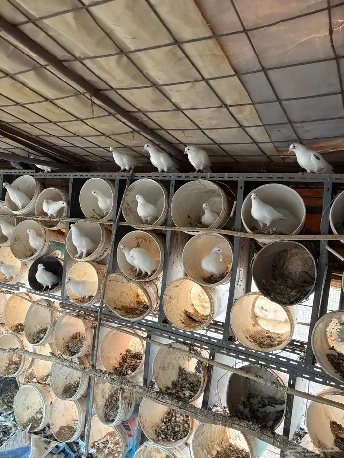 حمام فرنسي 2