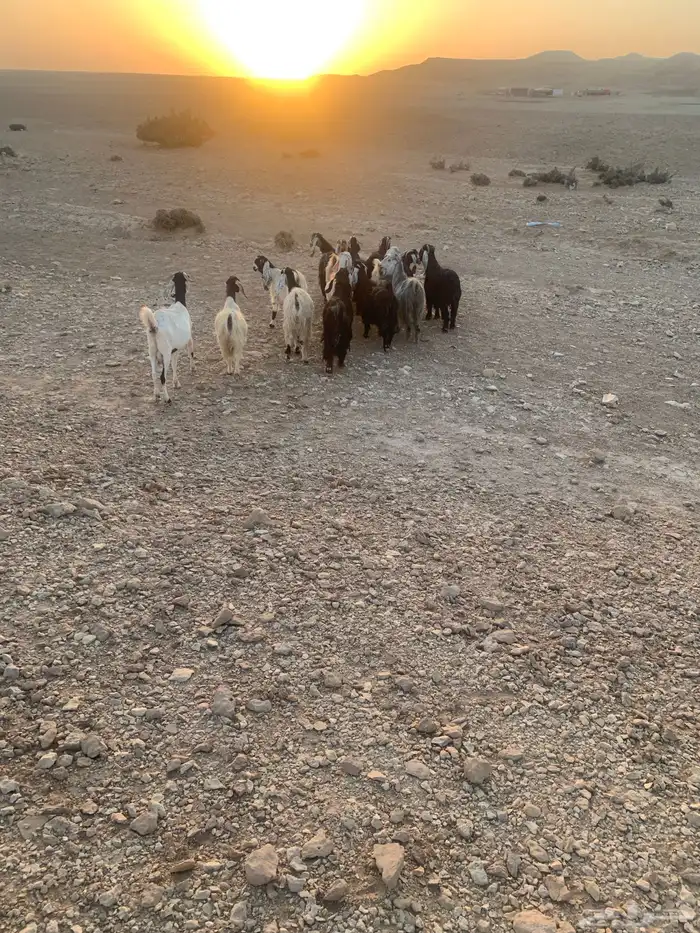 معزا و فحول 4