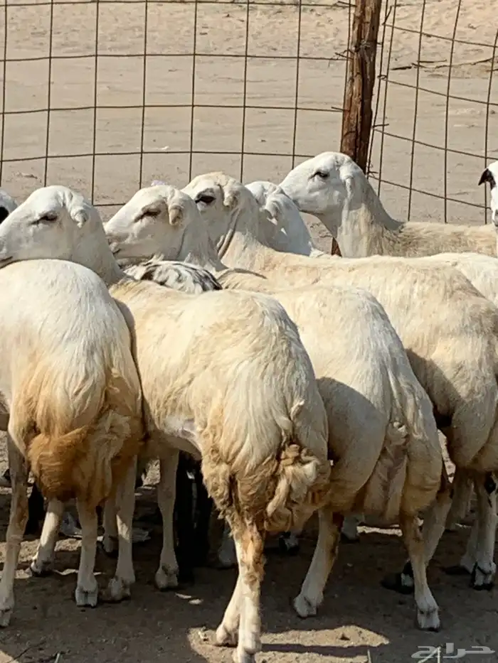 للبيع رخال ميديات طيبه بالحيل 0