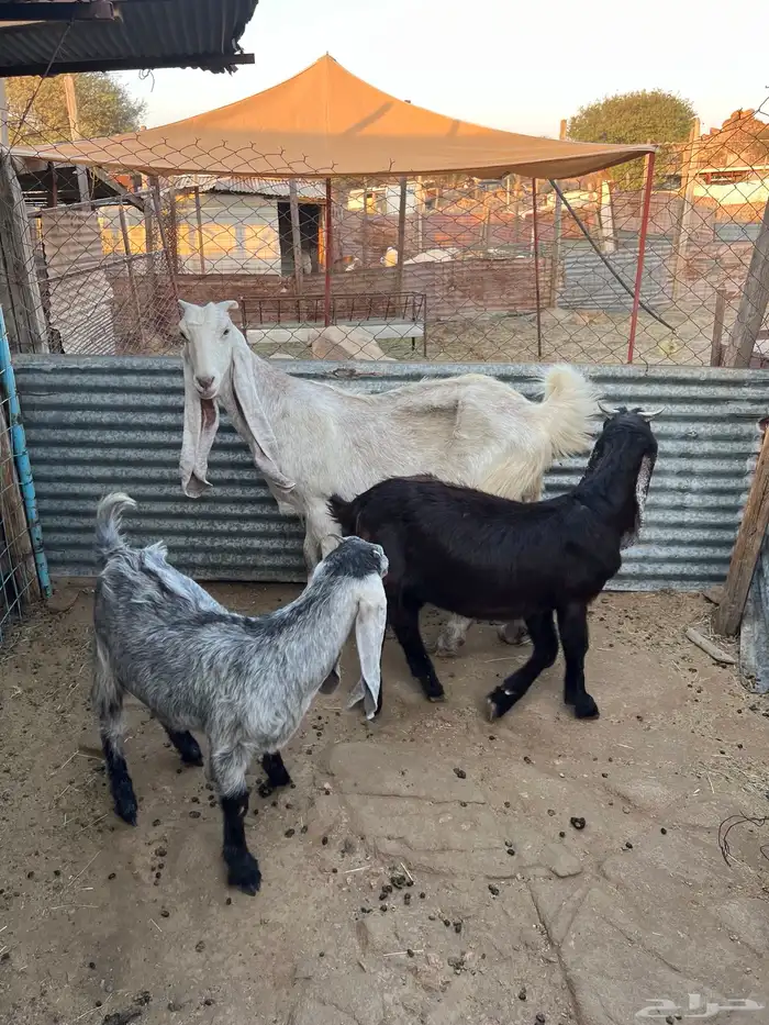 عنز متاومه 5