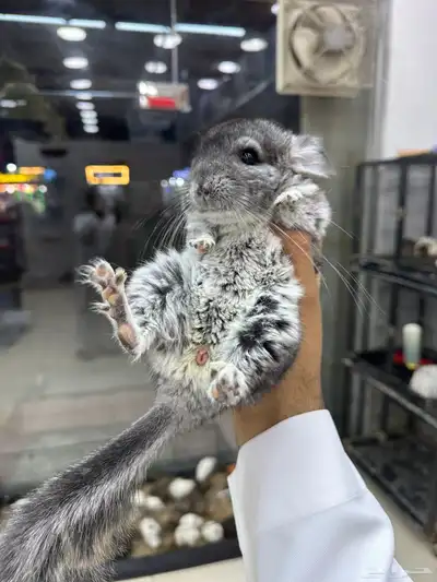 شانشيلا اليفين جدا Chinchilla index