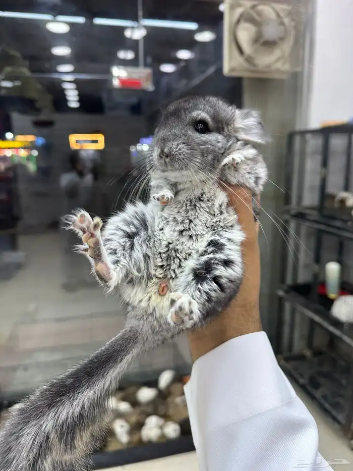شانشيلا اليفين جدا Chinchilla 4