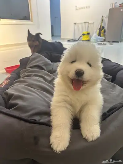 جرو سامويد ذكر Samoyed index