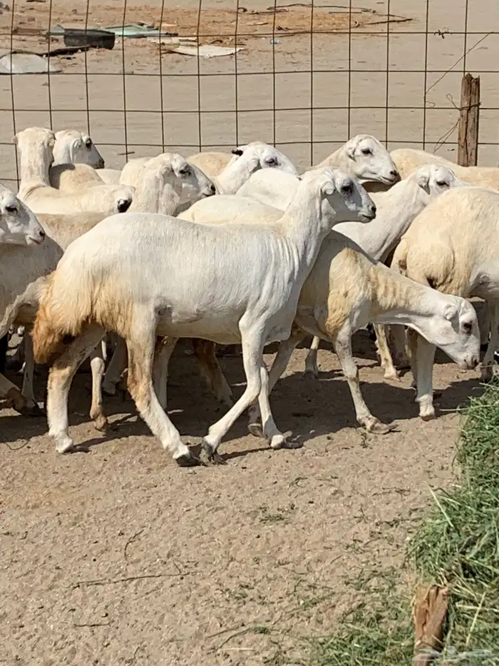 للبيع رخال ميديات طيبه بالحيل 7