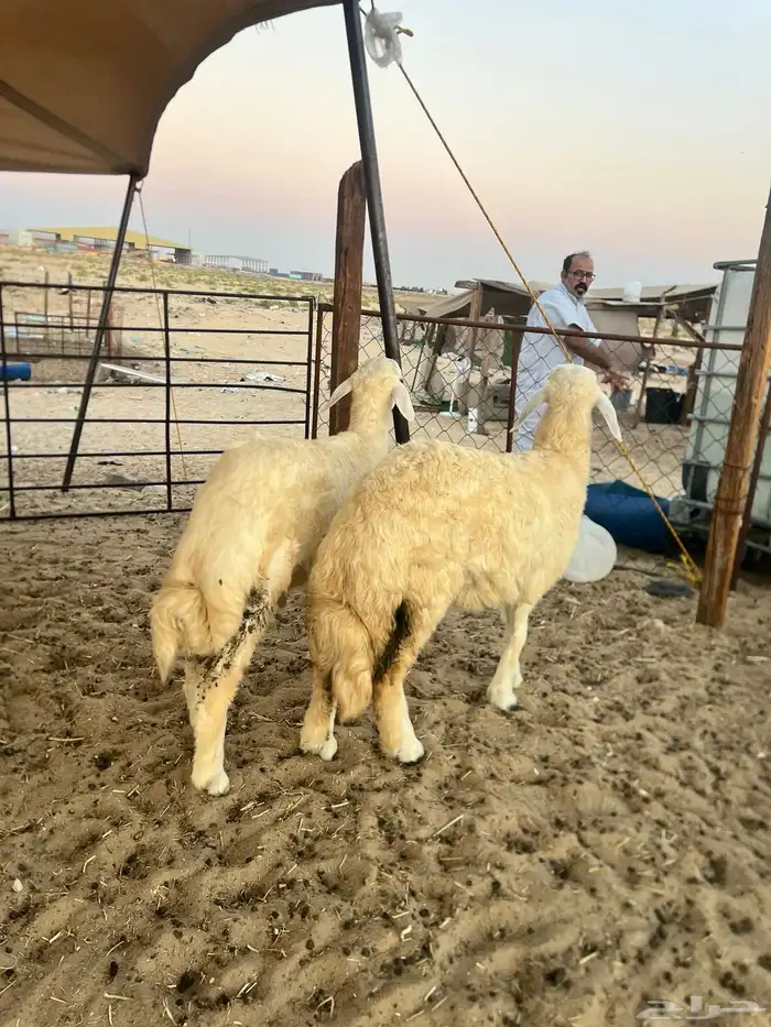 حريات وعرب 1