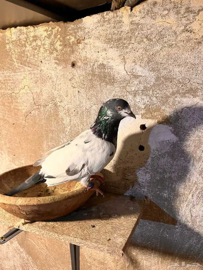 حمام باكستاني للبيع ولا يجي ايلا الصامل 1