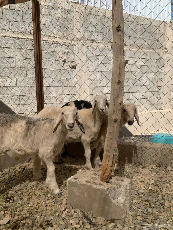 للبيع شاه تحته رخل وا ثلاث طليان 2