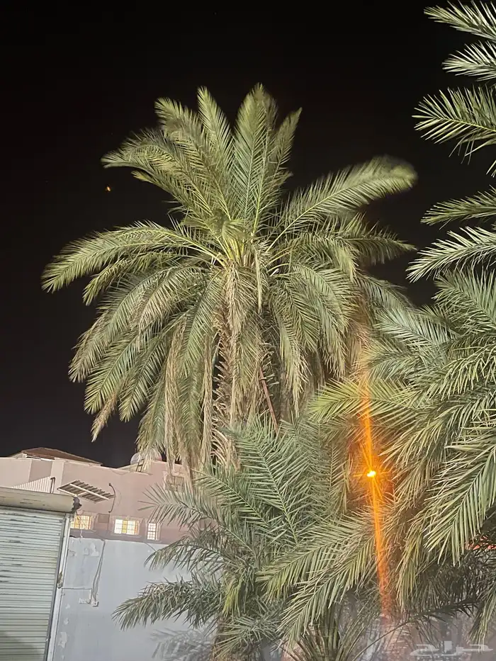 نخله للبيع السياطية 0