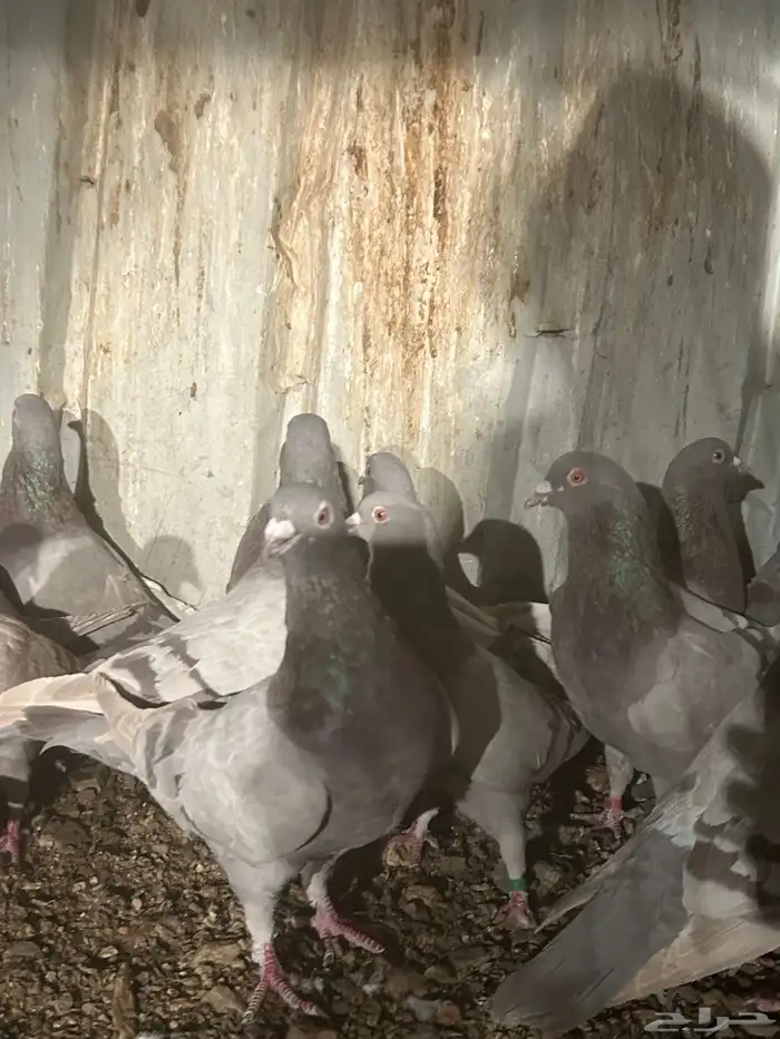 تم البيع الله يبارك لرعيه 6