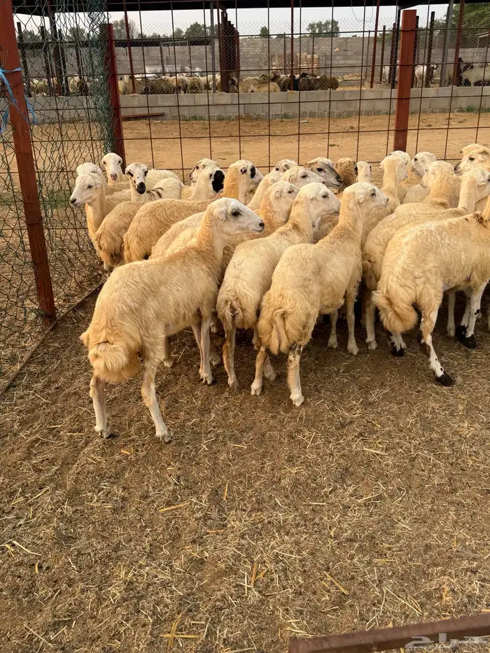 رخيل رفيد صنف وجروم كبار 0