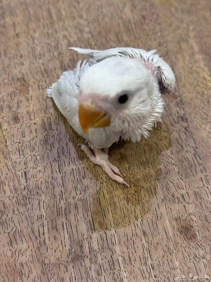 فرخ روز (((تم البيع خارج الموقع))) 0