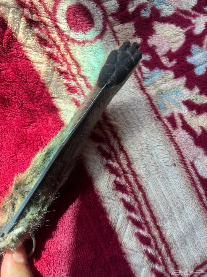 سكين عطافي ملبسه جلد وبر بري 7