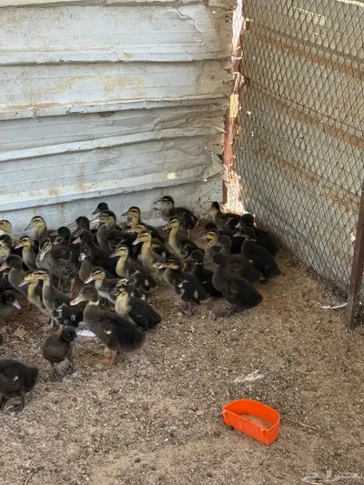 بط للبيع مصري index