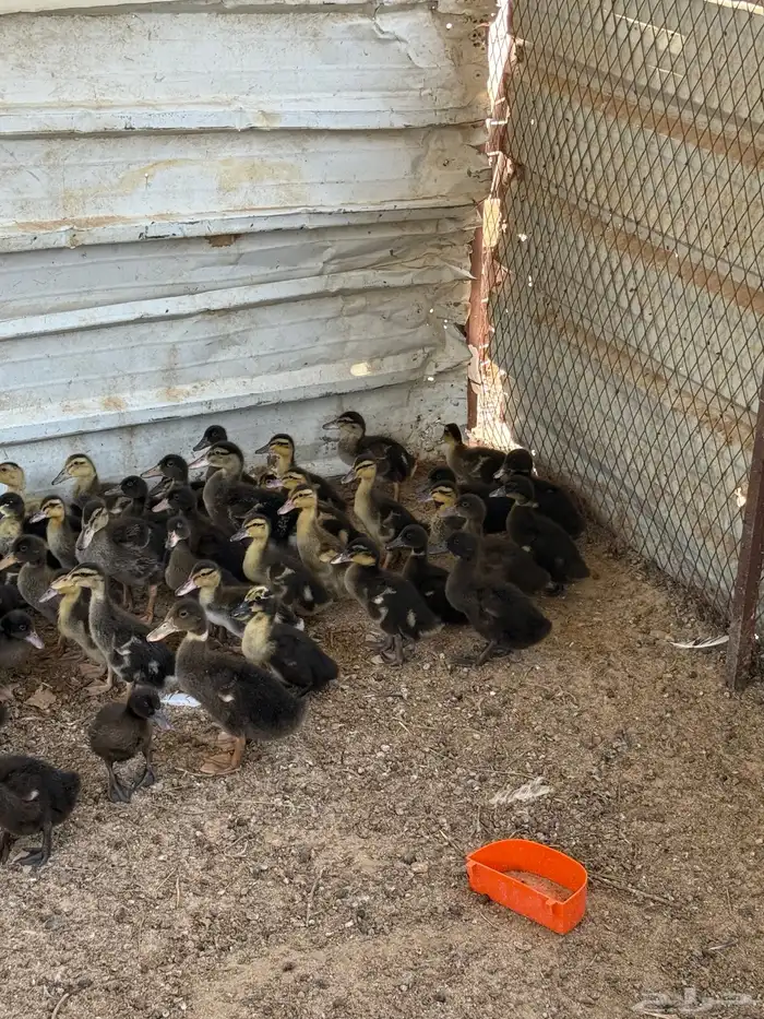 بط للبيع مصري 1