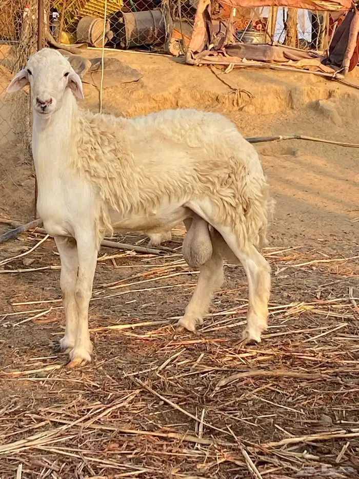 طلي فحل حري صنف الصنف 1