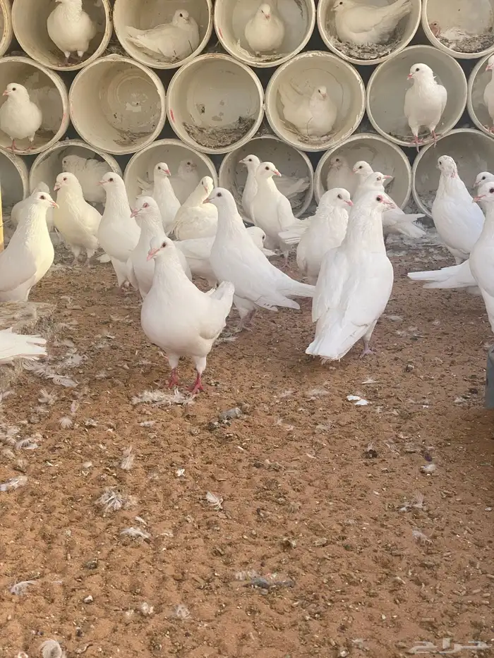 حمام فرنسي جامبو عشه كامله 0