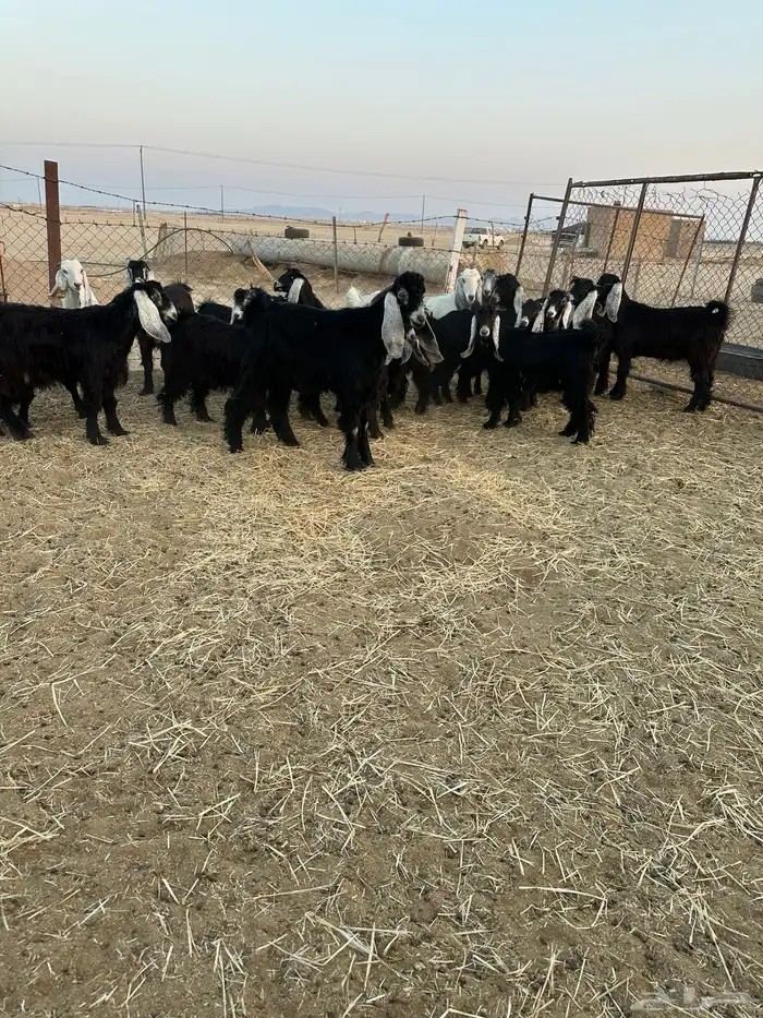 معزا جذعات 0