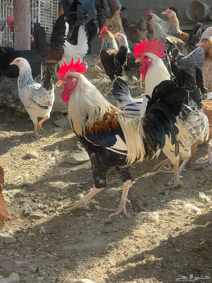 مراح دجاج كامل ونظيف للبيع جمله فقط   للجادين فقط 10