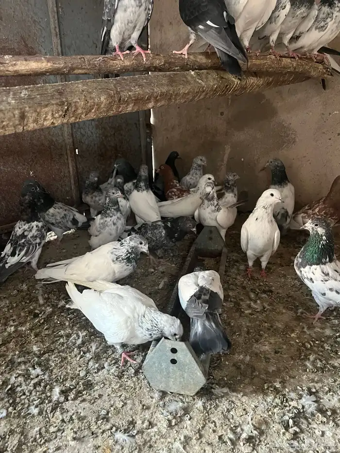 باكستانيات(تم البيع) 1