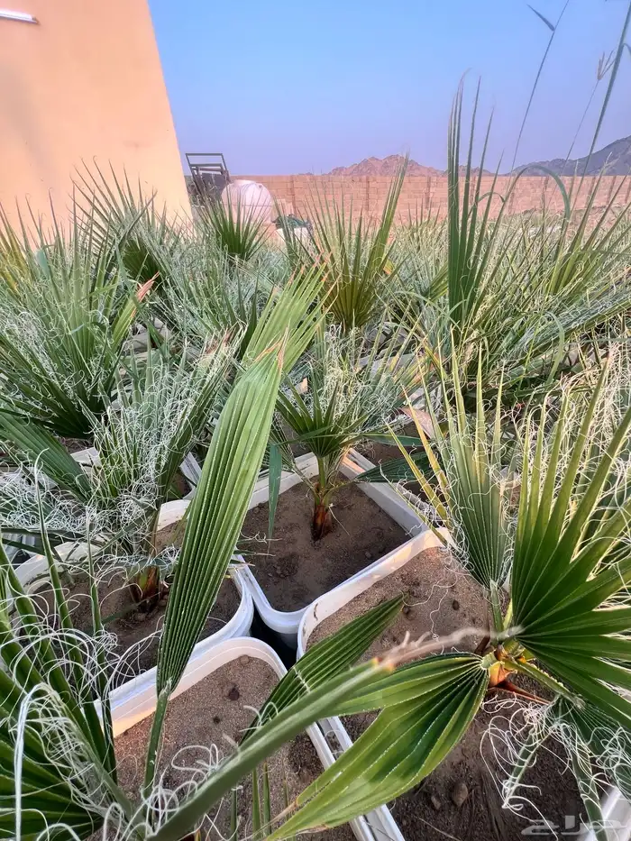 مشروع ناجح يحتاج ماء   ارض صغيره فقط 0