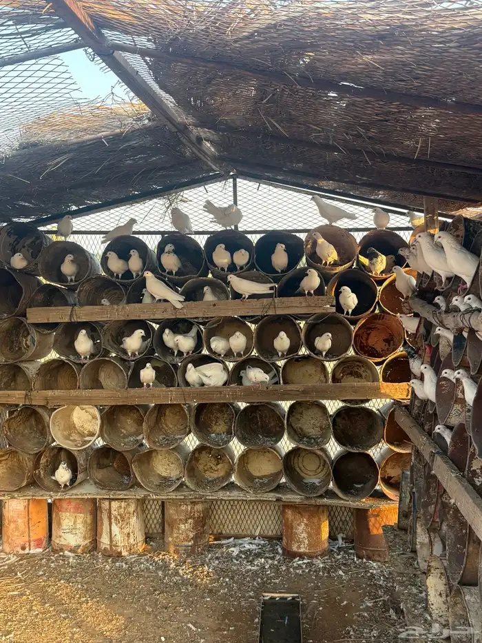 عشه هنديات منتجه لون مميز ابيض وجرب طيب 2