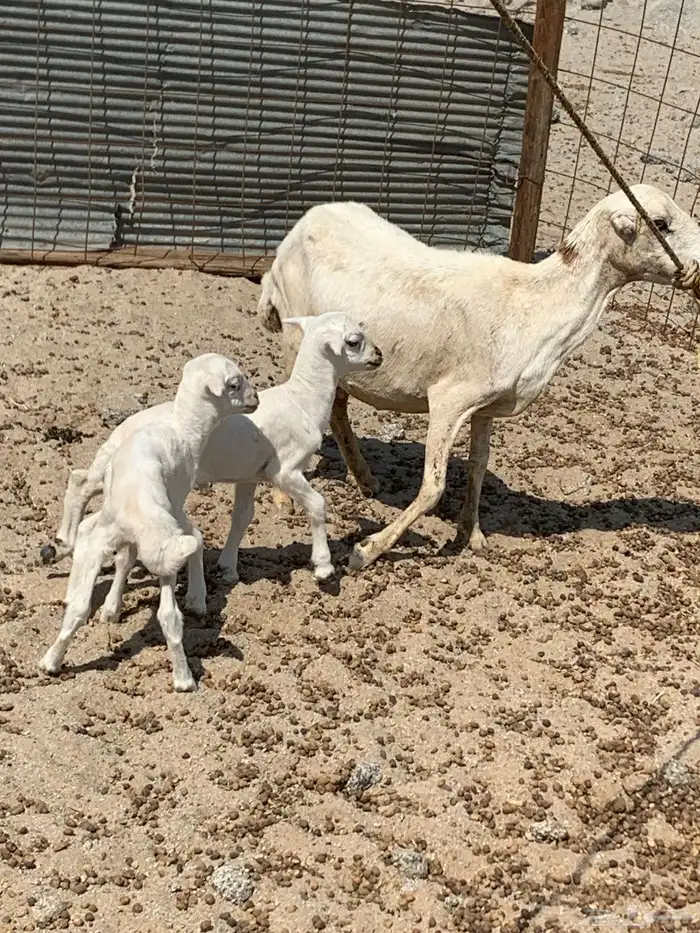 للبيع معزا شاميه ورفيديه والد 8