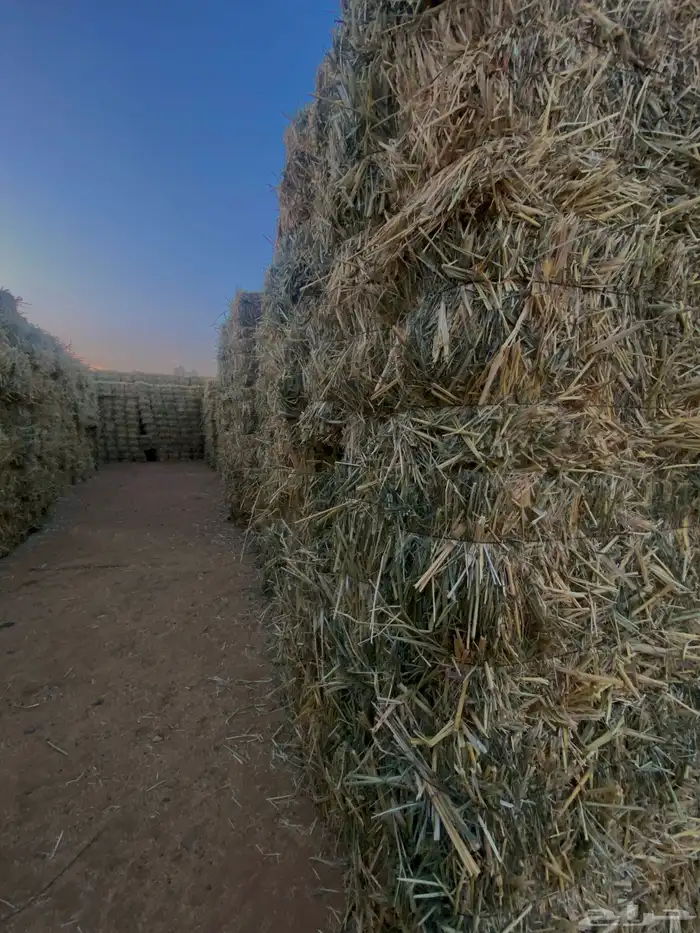 ذرة خضراء امريكي جديدة ( علف ) 4